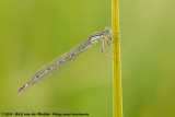 Common Blue Damselfly<br><i>Enallagma cyathigerum cyathigerum</i>