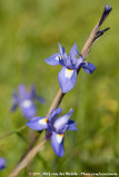 Barbary Nut Iris<br><i>Moraea sisyrinchium</i>