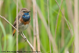 BluethroatLuscinia svecica cyanecula