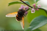 Hornet Mimic Hoverfly<br><i>Volucella zonaria</i>
