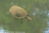 Saw-Shelled Turtle<br><i>Myuchelys latisternum</i>
