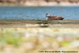 Pacific Black Duck<br><i>Anas superciliosa superciliosa</i>