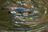 Duck-Billed Platypus<br><i>Ornithohynchus anatinus phoxinus</i>