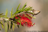 Scarlet Myzomela<br><i>Myzomela sanguinolenta</i>