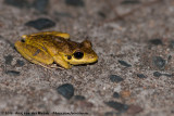 Wilcoxs Frog<br><i>Ranoidea wilcoxi</i>