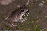 Wilcoxs Frog<br><i>Ranoidea wilcoxi</i>
