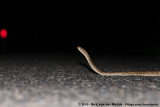 Carpet Python<br><i>Morelia spilota mcdowelli</i>