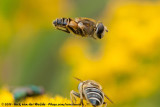 Stripe-Faced Dronefly<br><i>Eristalis nemorum</i>