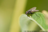 Root-Maggot Fly spec.<br><i>Anthomyiidae indet.</i>