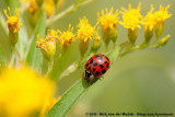 Multicolored Asian Ladybeetle<br><i>Harmonia axyridis f. succinea</i>