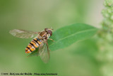 Marmalade Hoverfly<br><i>Episyrphus balteatus</i>