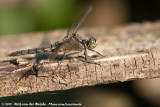 Black-Tailed Skimmer<br><i>Orthetrum cancellatum cancellatum</i>