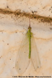 Green Lacewing<br><i>Chrysopidae spec.</i>