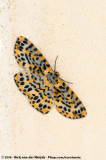 Josephs Moth<br><i>Bracca rotundata</i>
