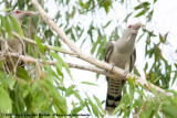 Channel-Billed Cuckoo<br><i>Scythrops novaehollandiae novaehollandiae</i>