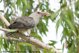 Channel-Billed Cuckoo<br><i>Scythrops novaehollandiae novaehollandiae</i>