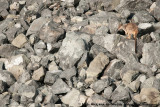 Unadorned Rock Wallaby<br><i>Petrogale inornata</i>