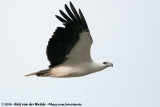 White-Bellied Sea Eagle<br><i>Icthyophaga leucogaster</i>
