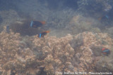 Cinnamon Clownfish<br><i>Amphiprion melanopus</i>