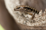 Bar-Sided Forest-Skink<br><i>Concinnia tenuis</i>