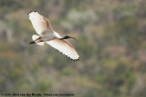 Australian White Ibis<br><i>Threskiornis molucca molucca</i>