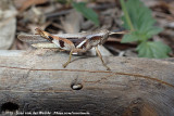 Common Tropical Sharptail<br><i>Stenocatantops angustifrons</i>