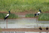 Black-Necked Stork<br><i>Ephippiorhynchus asiaticus australis</i>