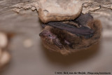 Eastern Cave Bat<br><i>Vespadelus troughtoni</i>