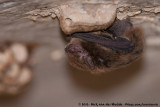 Eastern Cave Bat<br><i>Vespadelus troughtoni</i>