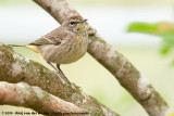 Palm Warbler<br><i>Setophaga palmarum palmarum</i>