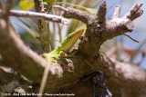 Cuban Green Anole<br><i>Anolis porcatus ssp.</i>