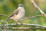 Northern Mockingbird<br><i>Mimus polyglottos polyglottos</i>