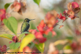 Ruby-Throated Hummingbird<br><i>Archilochus colubris</i>