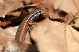 Black-Throated Rainbow SkinkCarlia rostralis