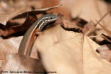 Black-Throated Rainbow SkinkCarlia rostralis