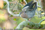 White-Winged Dove<br><i>Zenaida asiatica asiatica</i>