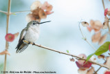 Ruby-Throated Hummingbird<br><i>Archilochus colubris</i>