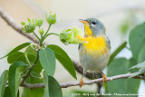 Northern Parula<br><i>Setophaga americana</i>