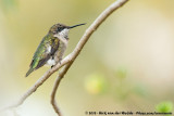 Ruby-Throated Hummingbird<br><i>Archilochus colubris</i>