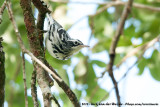 Black-And-White Warbler<br><i>Mniotilta varia</i>