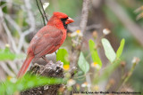 Northern Cardinal  (Rode Kardinaal)