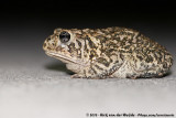 Southern Toad<br><i>Anaxyrus terrestris</i>