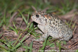 Southern ToadAnaxyrus terrestris