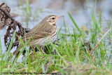 Olive-Backed Pipit  (Siberische Boompieper)