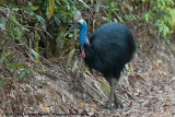 Southern CassowaryCasuarius casuarius