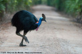 Southern Cassowary<br><i>Casuarius casuarius</i>