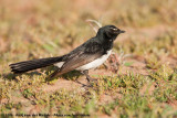 Willie Wagtail<br><i>Rhipidura leucophrys ssp.</i>