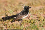 Willie WagtailRhipidura leucophrys ssp.