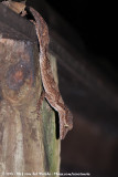 Northern Leaf-Tailed Gecko<br><i>Saltuarius cornutus</i>