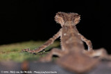 Northern Leaf-Tailed Gecko<br><i>Saltuarius cornutus</i>